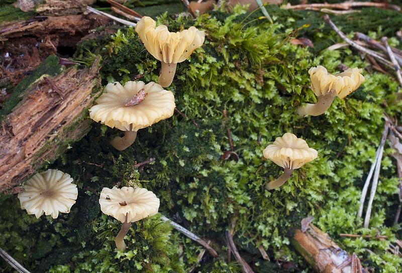 Lichenomphalia umbellifera